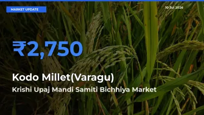 Krishi Upaj Mandi Samiti Bichhiya Emerges as Top Mandi for Kodo Millet(Varagu) Prices Today