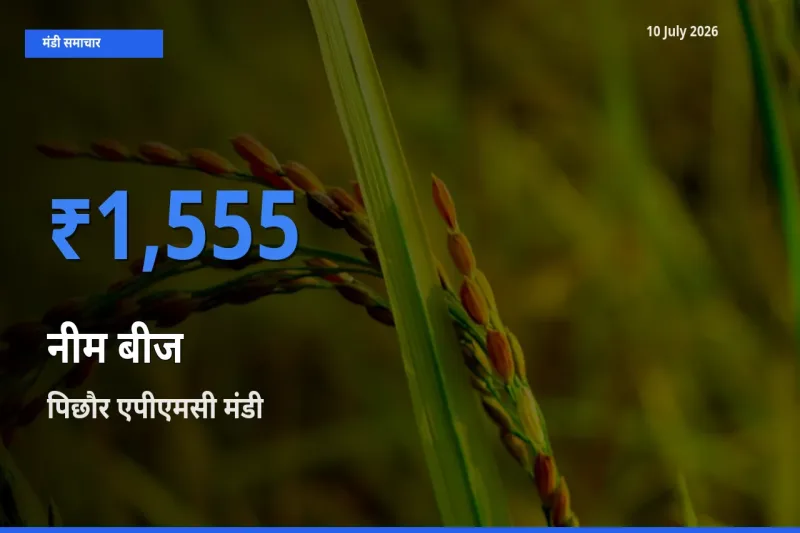 बाज़ार संकेत: पिछौर एपीएमसी बना नीम बीज के लिए आज की टॉप मंडी