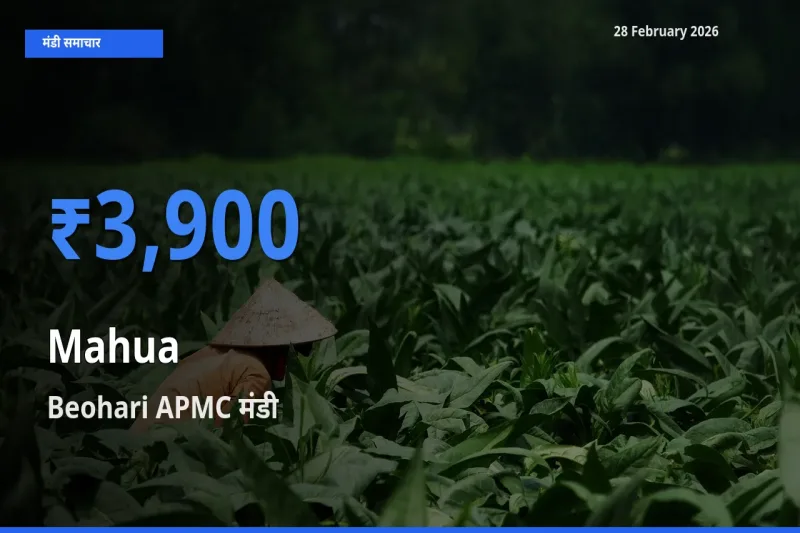 28 February अपडेट: Mahua के सबसे ऊँचे दाम Beohari APMC मंडी में