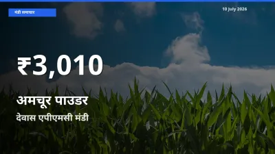 बाज़ार संकेत: अमचूर पाउडर के भाव देवास एपीएमसी में 30 दिन के निचले स्तर पर