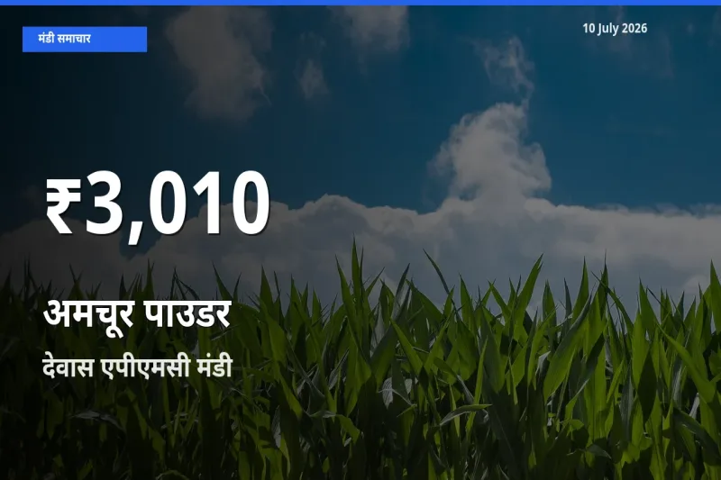 बाज़ार संकेत: अमचूर पाउडर के भाव देवास एपीएमसी में 30 दिन के निचले स्तर पर