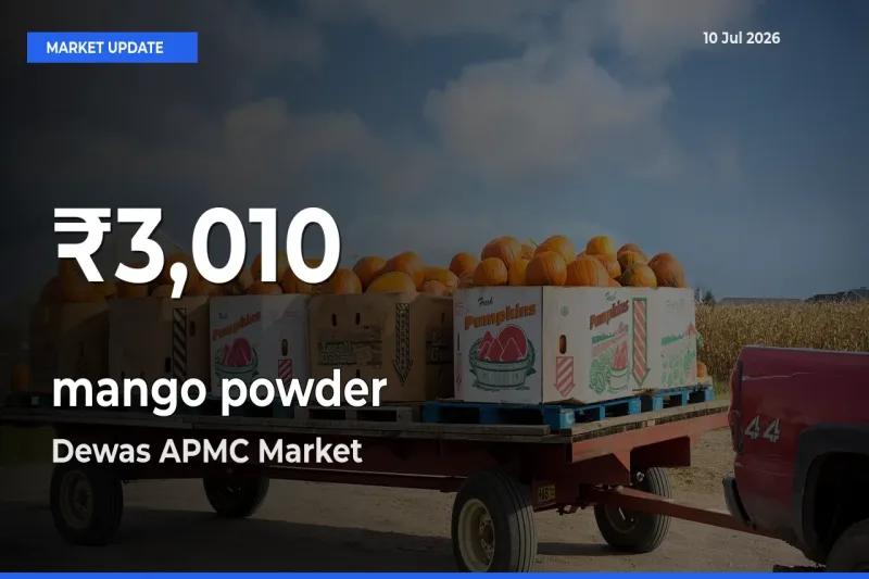 mango powder Mandi Rate Today: 30-Day Low Recorded in Dewas APMC