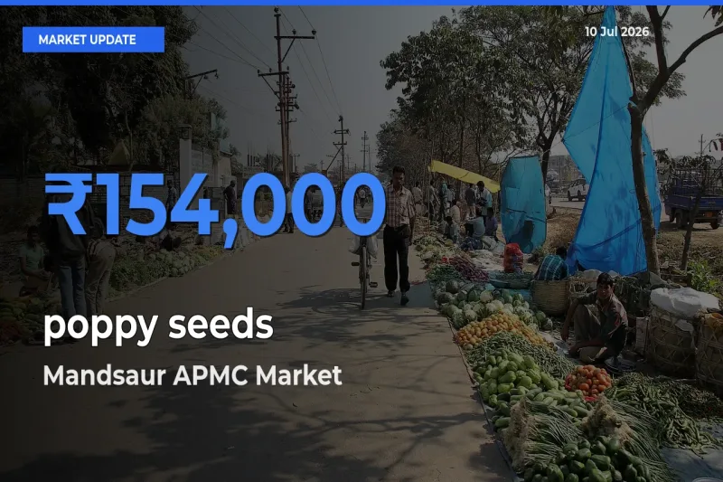 Mandsaur APMC Tops poppy seeds Mandi Rates Today