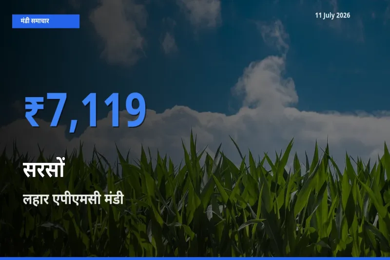 टॉप मंडी बना लहार एपीएमसी! सरसों के सबसे ऊँचे दाम यहीं दर्ज