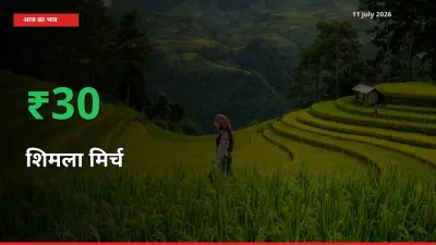 11 July अपडेट: शिमला मिर्च के दाम मंडी में 29.58% उछले