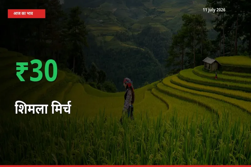 11 July अपडेट: शिमला मिर्च के दाम मंडी में 29.58% उछले