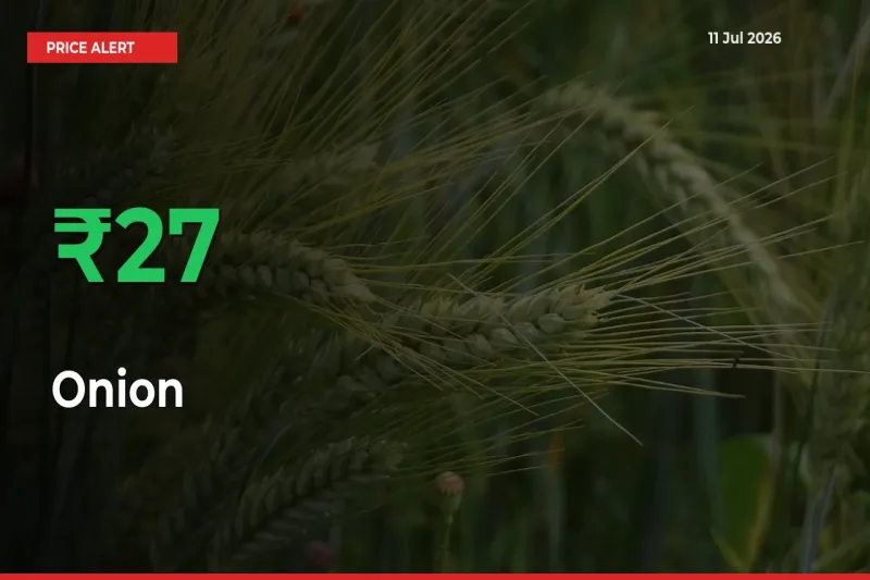 Why Onion Prices Rose 26.67% in a Day at Mandis