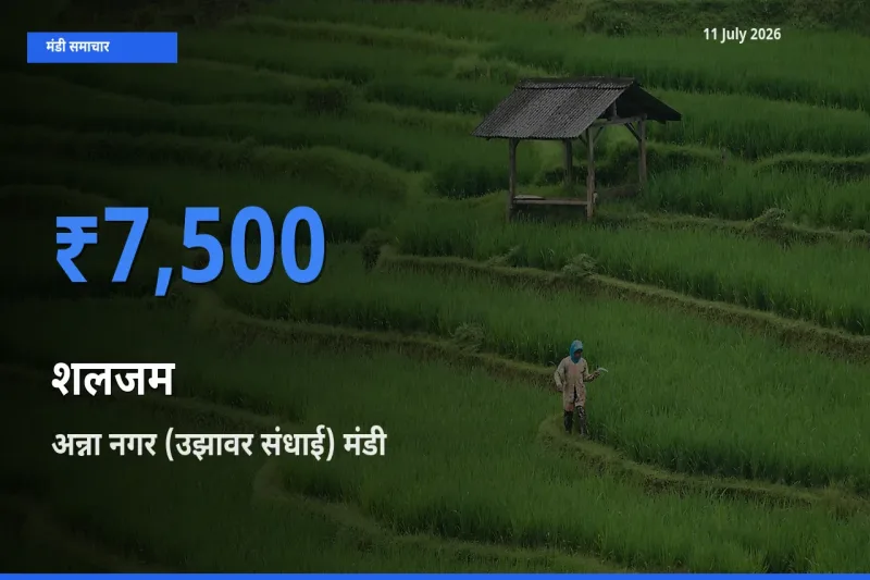 11 July अपडेट: शलजम के सबसे ऊँचे दाम अन्ना नगर (उझावर संधाई) मंडी में