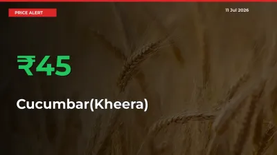 Sharp Jump! Cucumbar(Kheera) Prices Climb 44.91% in 24 Hours at Key Mandis