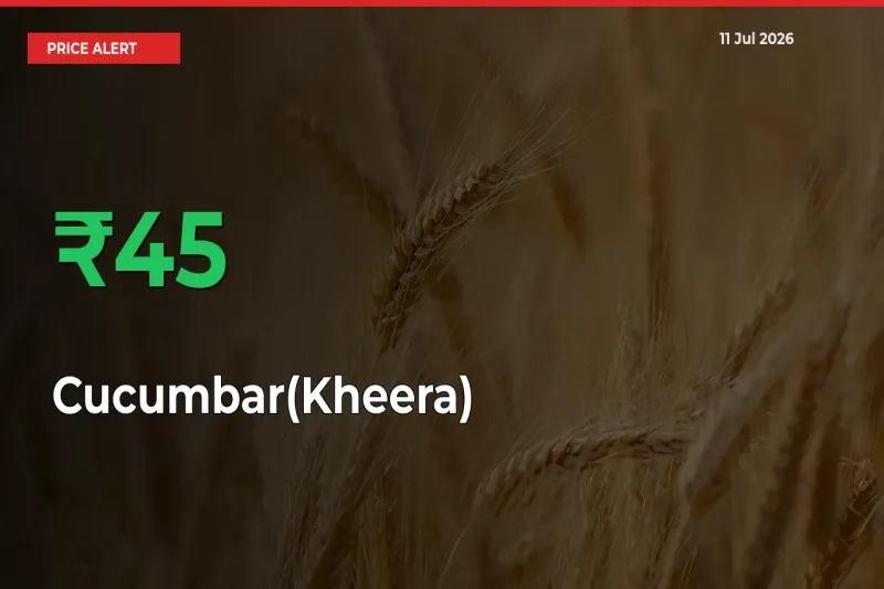 Sharp Jump! Cucumbar(Kheera) Prices Climb 44.91% in 24 Hours at Key Mandis