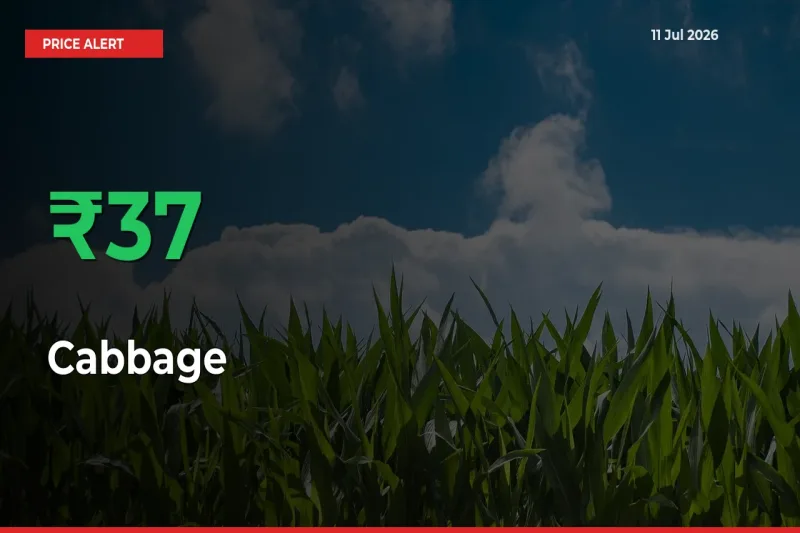 Sharp Jump! Cabbage Prices Climb 37.41% in 24 Hours at Key Mandis