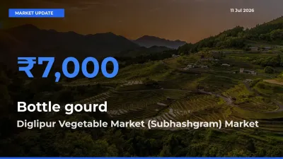 Diglipur Vegetable Market (Subhashgram) Records Highest ₹7,000 Rate for Bottle gourd