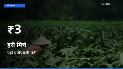 11 July अपडेट: हरी मिर्च के दाम 30 दिन के न्यूनतम स्तर पर, पट्टी एपीएमसी