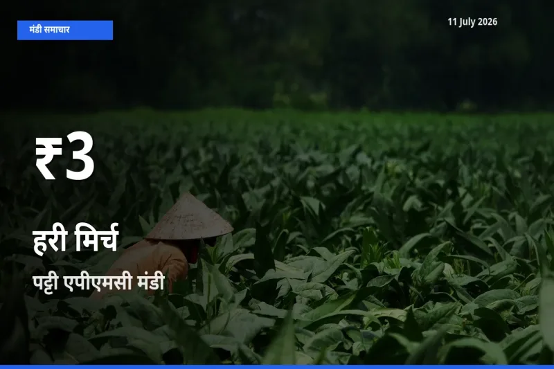 11 July अपडेट: हरी मिर्च के दाम 30 दिन के न्यूनतम स्तर पर, पट्टी एपीएमसी