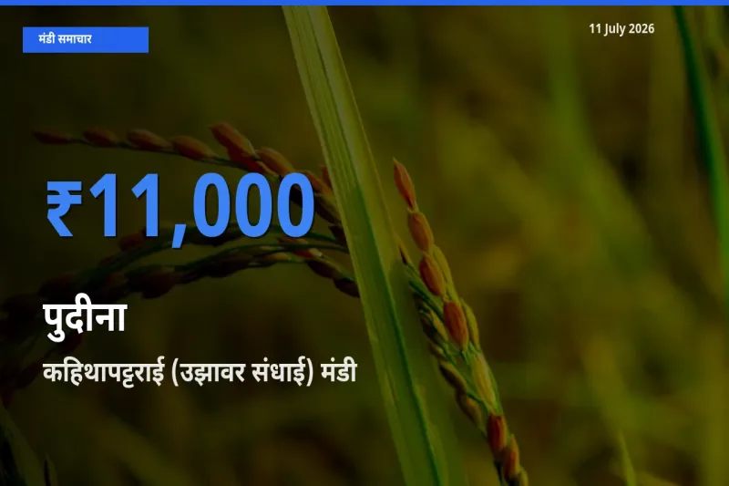 बाज़ार संकेत: कहिथापट्टराई (उझावर संधाई) बना पुदीना के लिए आज की टॉप मंडी