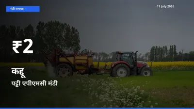 कद्दू के दामों में गिरावट, पट्टी एपीएमसी में 30 दिन का न्यूनतम भाव