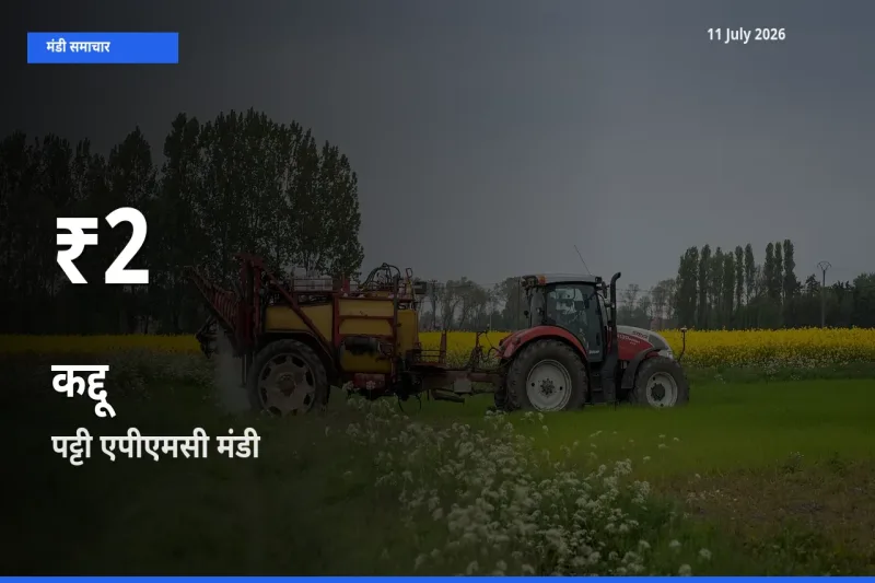 कद्दू के दामों में गिरावट, पट्टी एपीएमसी में 30 दिन का न्यूनतम भाव