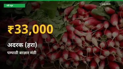 11 July अपडेट: पम्पाडी बाज़ार में अदरक (हरा) के दाम रिकॉर्ड स्तर पर