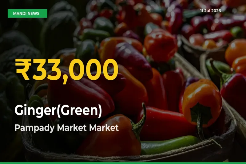 Why Ginger(Green) Prices Are Climbing in Pampady Market – Today’s New High Explained