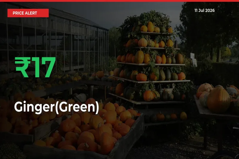 Sudden 17.31% Rally in Ginger(Green) Prices Across Mandis