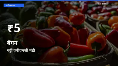 बैंगन के दामों में गिरावट, पट्टी एपीएमसी में 30 दिन का न्यूनतम भाव