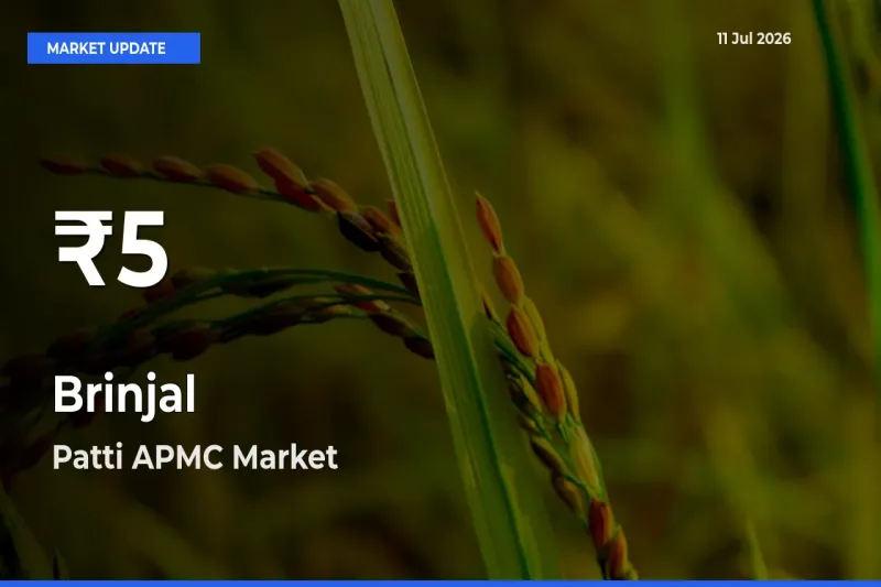 Big Drop! Brinjal Slides to 30-Day Low at Patti APMC