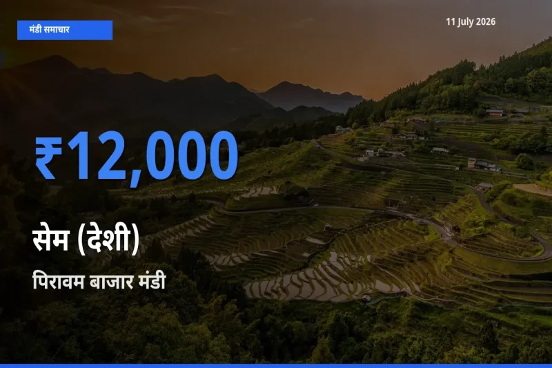 पिरावम बाजार में सेम (देशी) का आज सबसे ऊँचा भाव