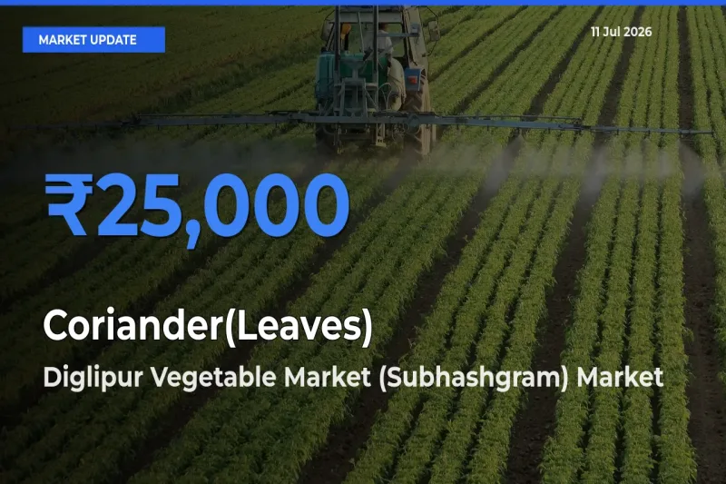 Coriander(Leaves) Mandi Rate Today: Diglipur Vegetable Market (Subhashgram) Tops the List
