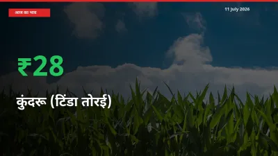 बाज़ार संकेत: कुंदरू (टिंडा तोरई) के भाव मंडी में 28.18% ऊपर