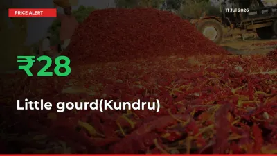 28.18% Spike in Little gourd(Kundru) Prices – Mandi Sees Sudden Rally