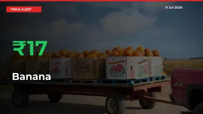 16.75% Spike in Banana Prices – Mandi Sees Sudden Rally
