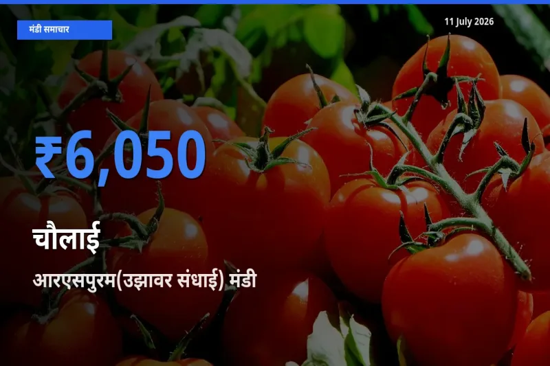 आरएसपुरम(उझावर संधाई) मंडी में आज चौलाई के सबसे ऊँचे दाम दर्ज