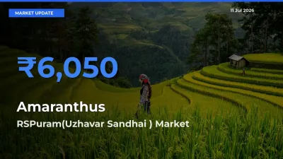 Amaranthus Mandi Rate Today: RSPuram(Uzhavar Sandhai ) Tops the List