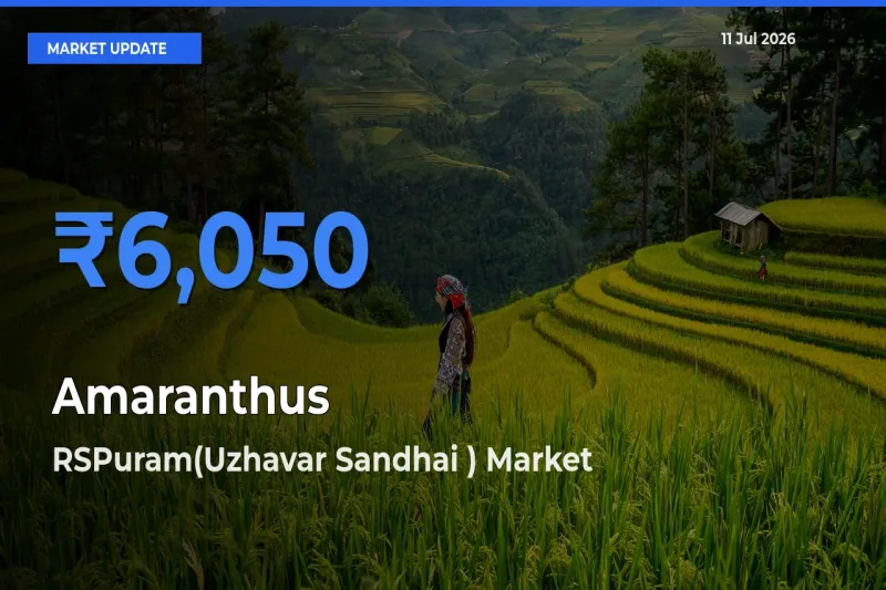 Amaranthus Mandi Rate Today: RSPuram(Uzhavar Sandhai ) Tops the List