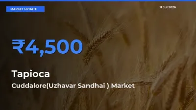 Market Watch: Cuddalore(Uzhavar Sandhai ) Becomes Top Mandi for Tapioca