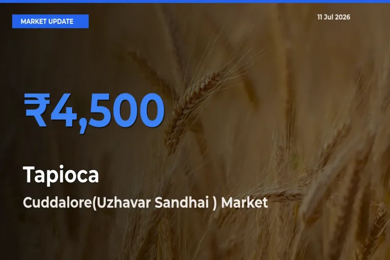 Market Watch: Cuddalore(Uzhavar Sandhai ) Becomes Top Mandi for Tapioca