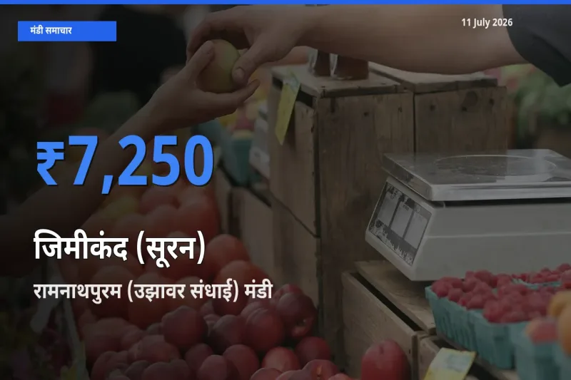 रामनाथपुरम (उझावर संधाई) में जिमीकंद (सूरन) का आज सबसे ऊँचा भाव