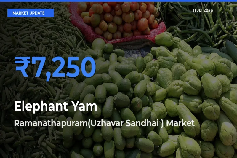 Ramanathapuram(Uzhavar Sandhai ) Emerges as Top Mandi for Elephant Yam Prices Today