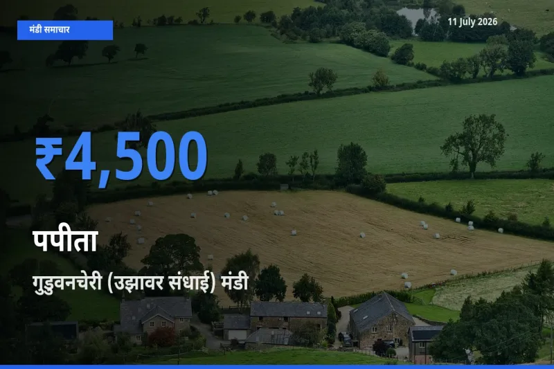 बाज़ार संकेत: गुडुवनचेरी (उझावर संधाई) बना पपीता के लिए आज की टॉप मंडी