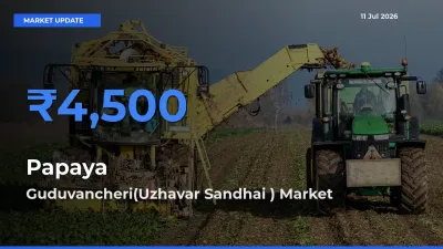 Guduvancheri(Uzhavar Sandhai ) Offers ₹4,500 – Highest Papaya Rate Today