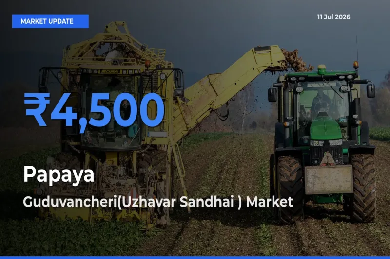 Guduvancheri(Uzhavar Sandhai ) Offers ₹4,500 – Highest Papaya Rate Today