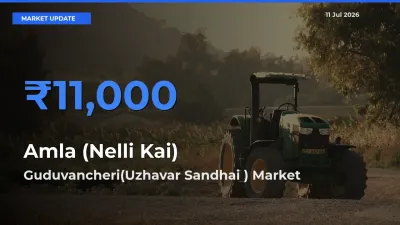 Guduvancheri(Uzhavar Sandhai ) Tops Amla (Nelli Kai) Rates – July 11 Market Update