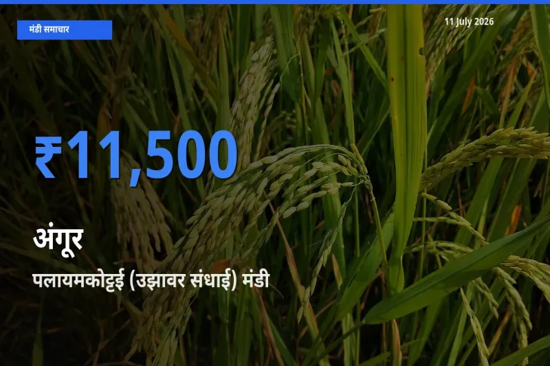 बाज़ार संकेत: पलायमकोट्टई (उझावर संधाई) बना अंगूर के लिए आज की टॉप मंडी