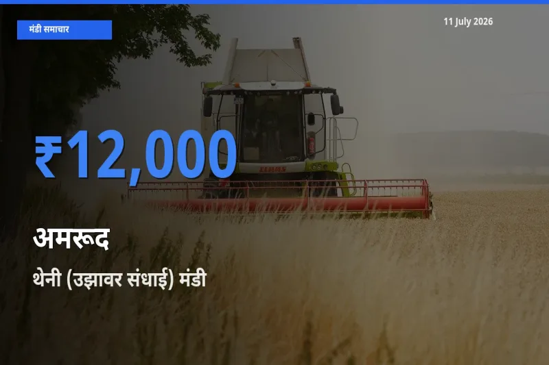 आज का मंडी भाव: अमरूद के सबसे ज़्यादा दाम थेनी (उझावर संधाई) में