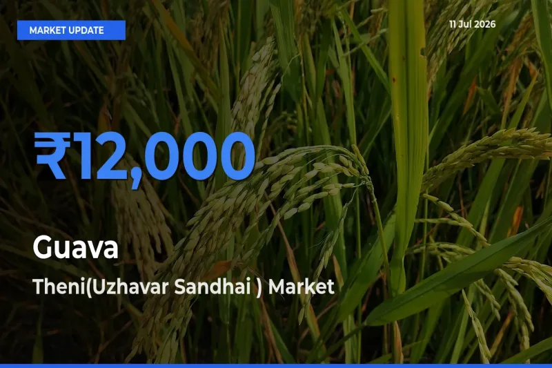 Top Performer! Theni(Uzhavar Sandhai ) Offers Best Guava Price Today