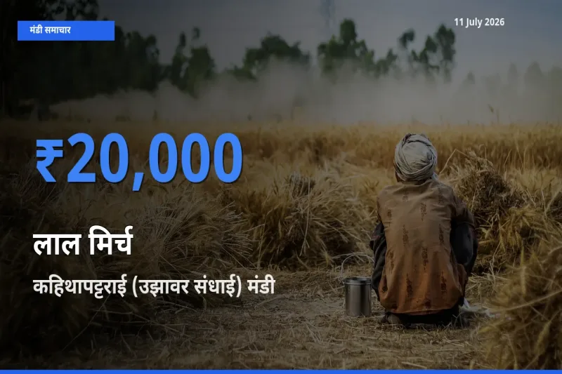 कहिथापट्टराई (उझावर संधाई) मंडी में लाल मिर्च ₹20,000 पर पहुँचा – आज का सर्वोच्च भाव