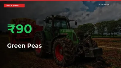 This Mandi Records 89.67% Jump in Green Peas Prices