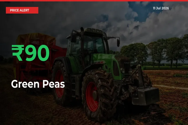 This Mandi Records 89.67% Jump in Green Peas Prices