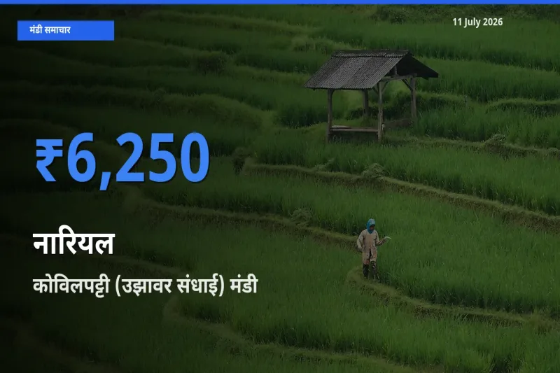 कोविलपट्टी (उझावर संधाई) मंडी में नारियल ₹6,250 पर पहुँचा – आज का सर्वोच्च भाव