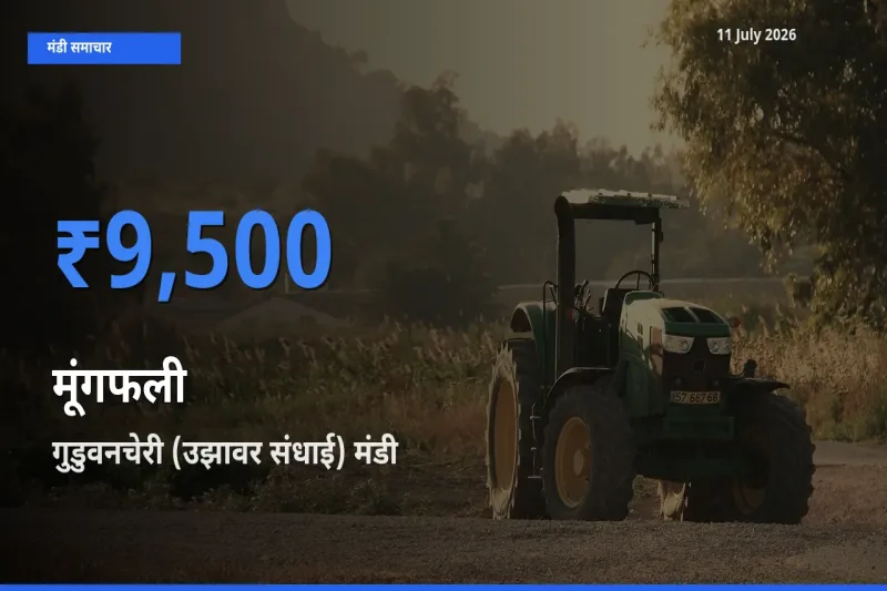 किसानों की पसंद बना गुडुवनचेरी (उझावर संधाई), मूंगफली के सबसे अच्छे दाम